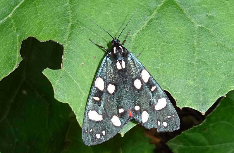 Callimorpha dominula - Erebidae Arctiinae